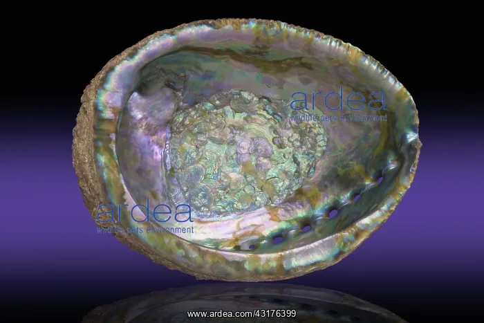 : Abalone Shell : Abalone Shell