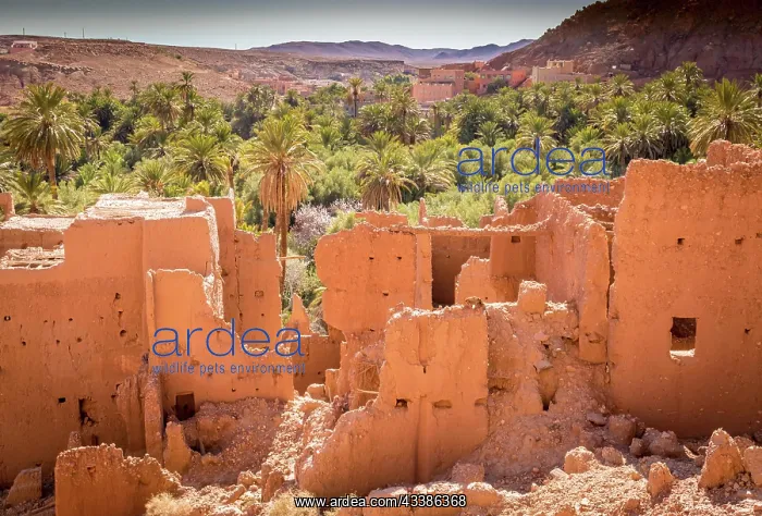 : Abandoned ancient kasbah ruins amidst palm oasis i : Abandoned ancient kasbah ruins amidst palm oasis i