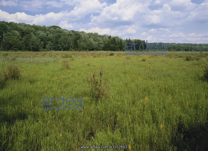 : Abandoned Beaver Pond : Abandoned Beaver Pond