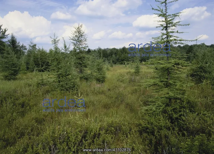 : Abandoned Beaver Pond : Abandoned Beaver Pond