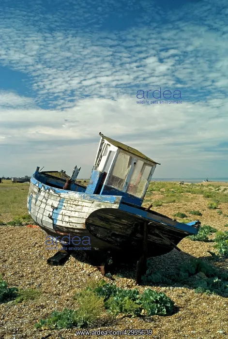 : Abandoned Boat on shore - Dungeness, Kent : Abandoned Boat on shore - Dungeness, Kent