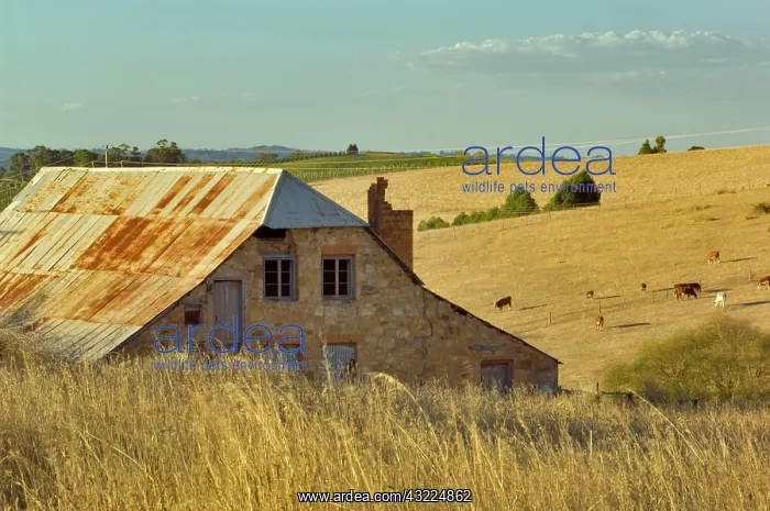 : Abandoned house / barn in rolling hills with : Abandoned house / barn in rolling hills with