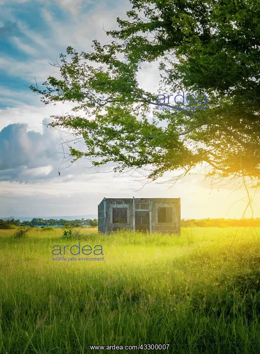 : An abandoned house in the field at sunset, View : An abandoned house in the field at sunset, View