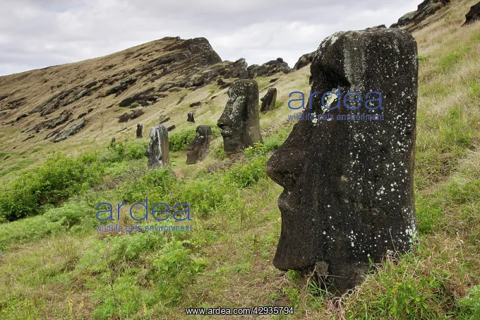 : Abandoned Moais inside the caldera of Rano Raraku : Abandoned Moais inside the caldera of Rano Raraku