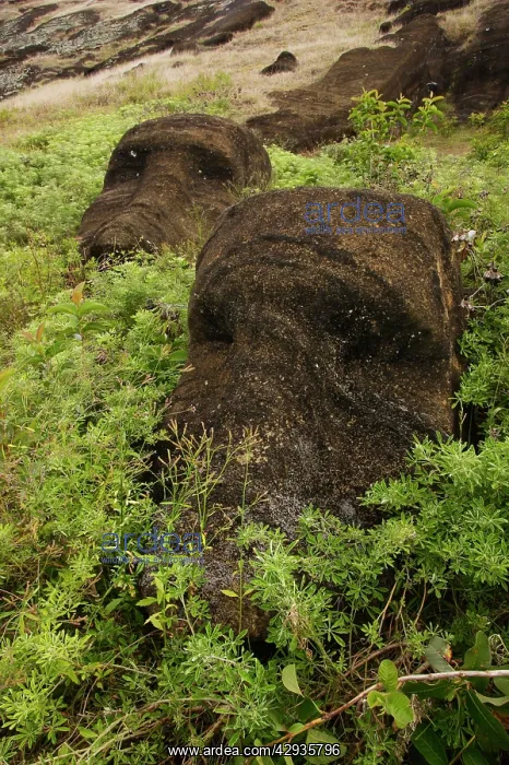 : Abandoned Moais inside the caldera of Rano Raraku : Abandoned Moais inside the caldera of Rano Raraku