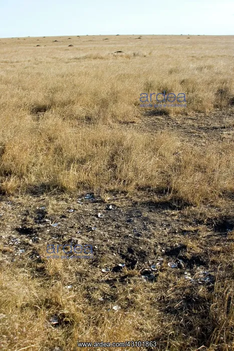 : Abandoned Ostrich nest : Abandoned Ostrich nest