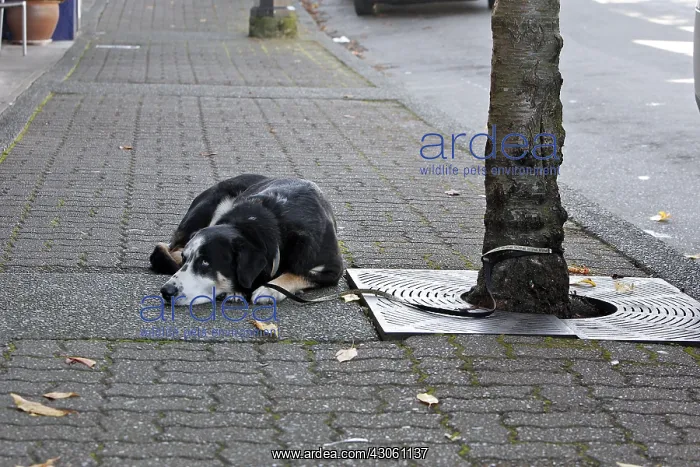 : Abandoned pets in the street France : Abandoned pets in the street France