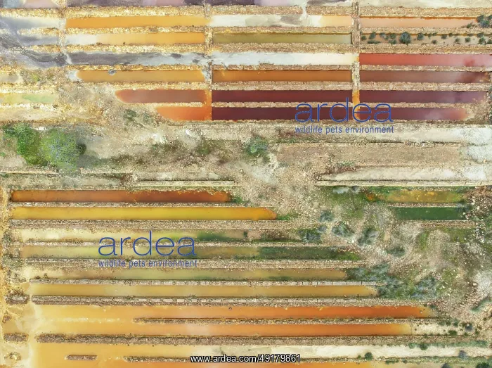 : Abandoned saline ponds in the mineral-rich area of the Rio Tinto mines : Abandoned saline ponds in the mineral-rich area of the Rio Tinto mines