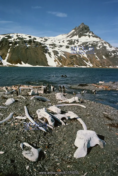 : Abandoned whaling station : Abandoned whaling station