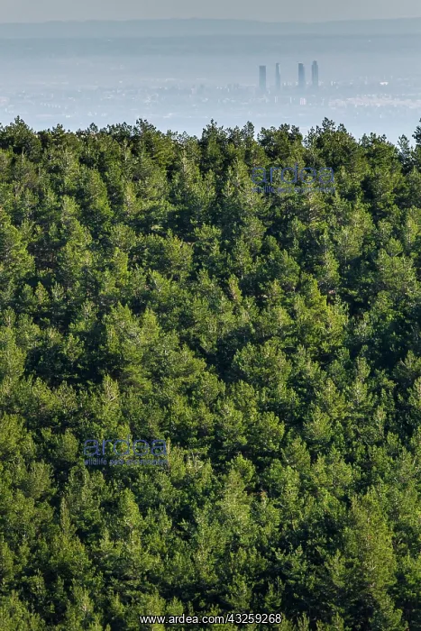 : Abantos Mountain view of forest and Madrid covered : Abantos Mountain view of forest and Madrid covered
