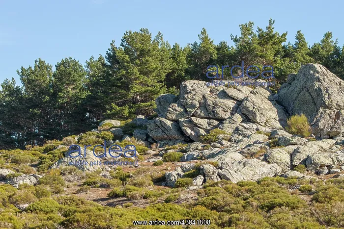 : Abantos Mountain view of rocks on top of mountain : Abantos Mountain view of rocks on top of mountain