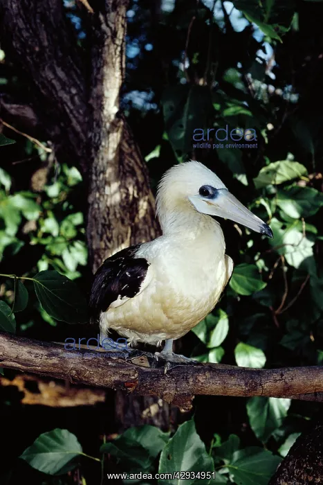 : AbbottIs booby now breeds only on Christmas Island : AbbottIs booby now breeds only on Christmas Island
