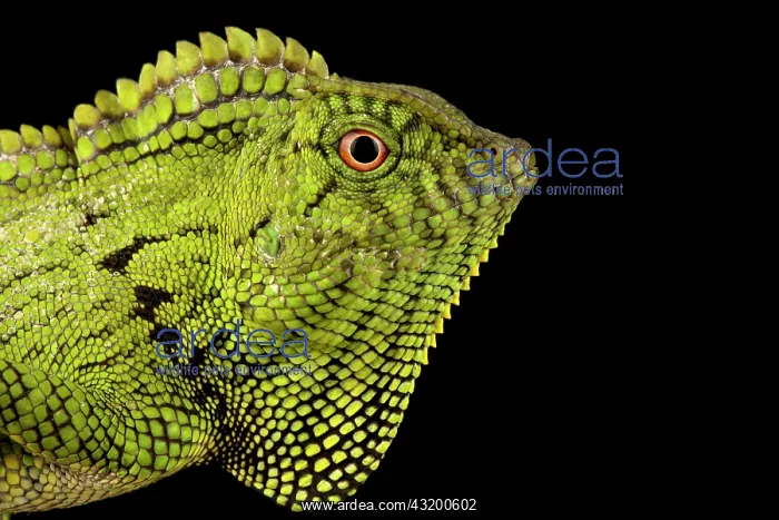 : Abbott?s Anglehead Lizard (Gonocephalus abbotti) : Abbott?s Anglehead Lizard (Gonocephalus abbotti)