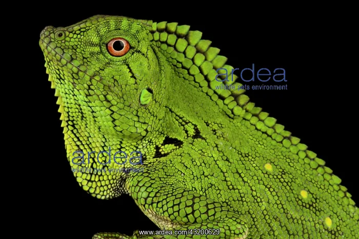  : Abbott?s Anglehead Lizard (Gonocephalus abbotti)