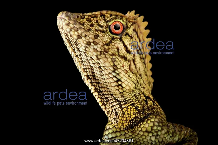 : Abbott?s Anglehead Lizard (Gonocephalus abbotti) : Abbott?s Anglehead Lizard (Gonocephalus abbotti)
