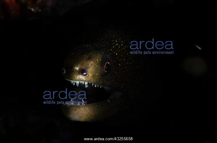 : ABC Island, Bonaire, Caribbean. Goldentail : ABC Island, Bonaire, Caribbean. Goldentail