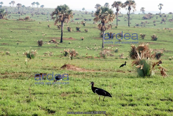 : Abdim's Stork - feeding in field : Abdim's Stork - feeding in field