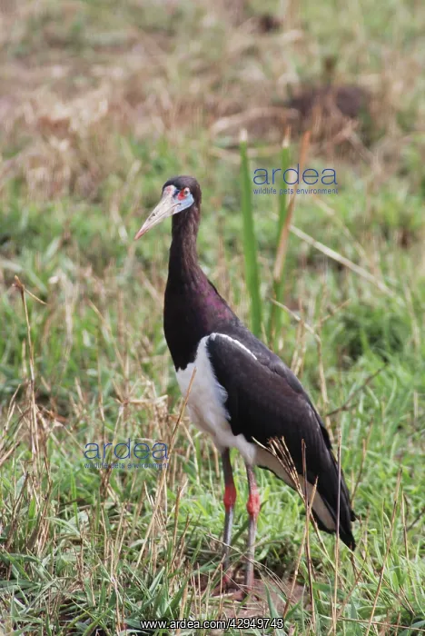 : Abdim's Stork - in field : Abdim's Stork - in field