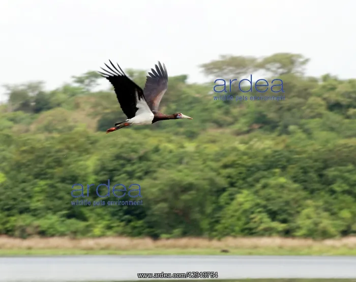 : Abdim's Stork - Intra-African migrant - in flight : Abdim's Stork - Intra-African migrant - in flight