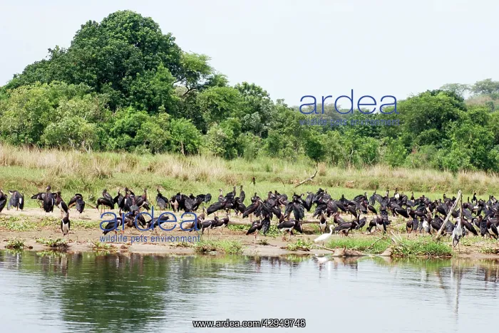 : Abdim's Stork - Intra-African migrant - flock resting : Abdim's Stork - Intra-African migrant - flock resting