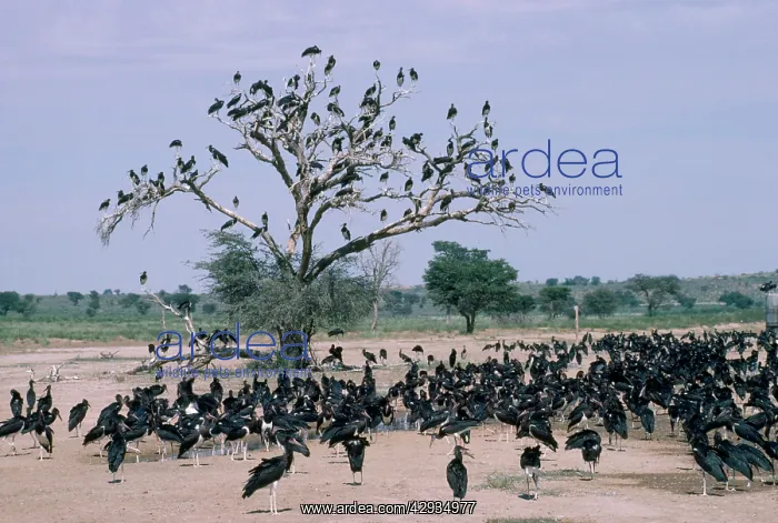 : Abdim's Stork - large flock of gathered by water : Abdim's Stork - large flock of gathered by water
