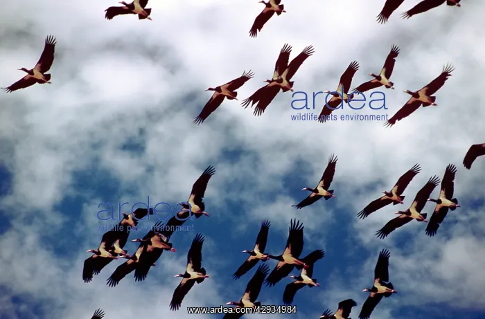 : Abdim's Storks - in flight : Abdim's Storks - in flight