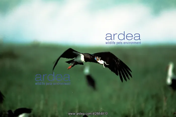 : Abdim's Storks - in flight with frog prey