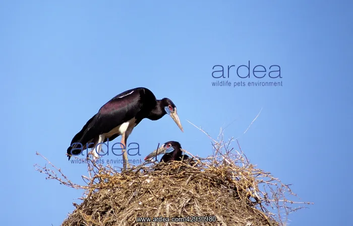 : Abdim's Storks - at nest : Abdim's Storks - at nest