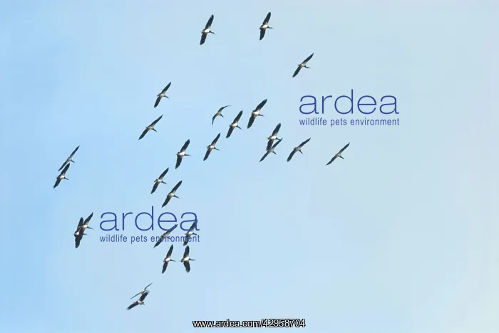 : Abdim's / White-bellied Storks : Abdim's / White-bellied Storks