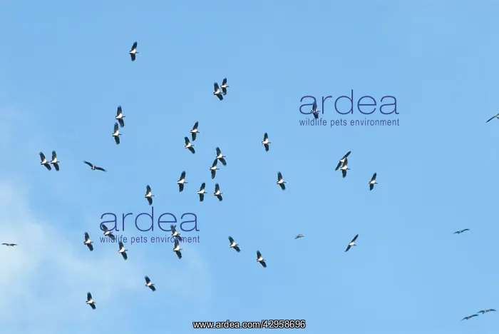 : Abdim's / White-bellied Storks - Flock in flight : Abdim's / White-bellied Storks - Flock in flight