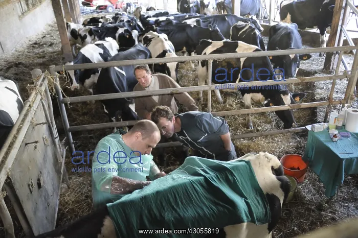 : Abdominal surgery of a Cow by a veterinarian France : Abdominal surgery of a Cow by a veterinarian France
