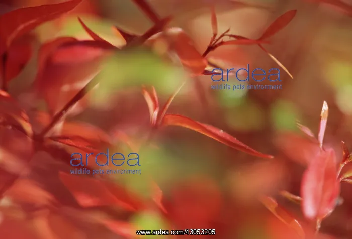 : Abelia, Abelia grandifolia : Abelia, Abelia grandifolia