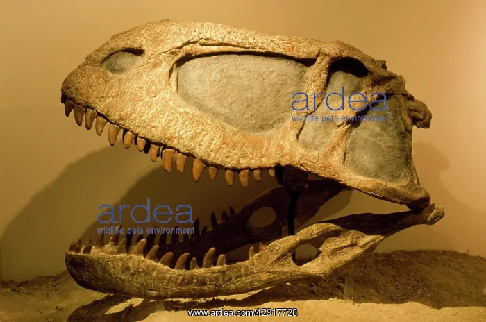 : Abelisaurus comahuensis - Theropod : Abelisaurus comahuensis - Theropod