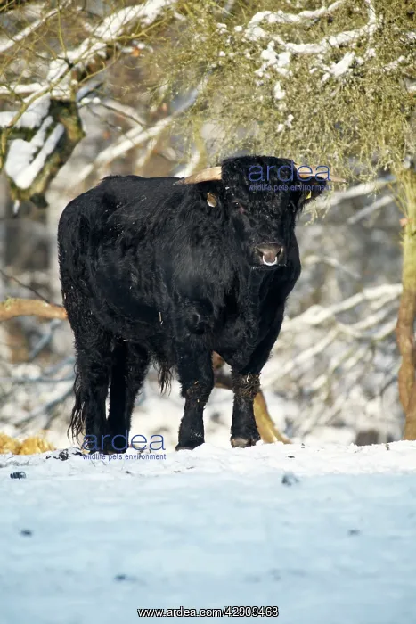 : Aberdeen Angus Bull - in winter : Aberdeen Angus Bull - in winter