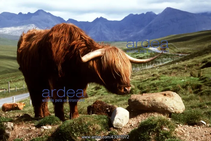 : ABERDEEN ANGUS - HIGHLAND CATTLE : ABERDEEN ANGUS - HIGHLAND CATTLE