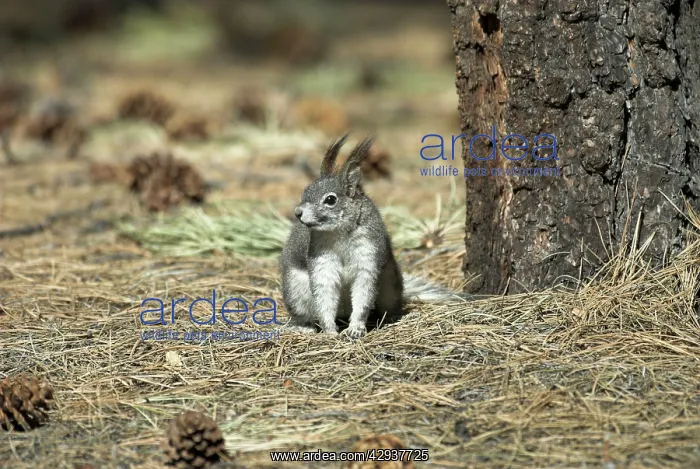: Abert's Squirrel : Abert's Squirrel