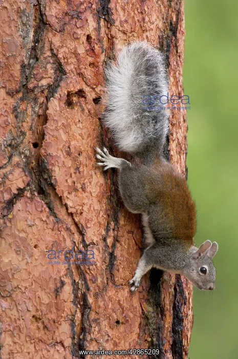 : Abert's Squirrel / Tassel-eared squirrel - on side : Abert's Squirrel / Tassel-eared squirrel - on side