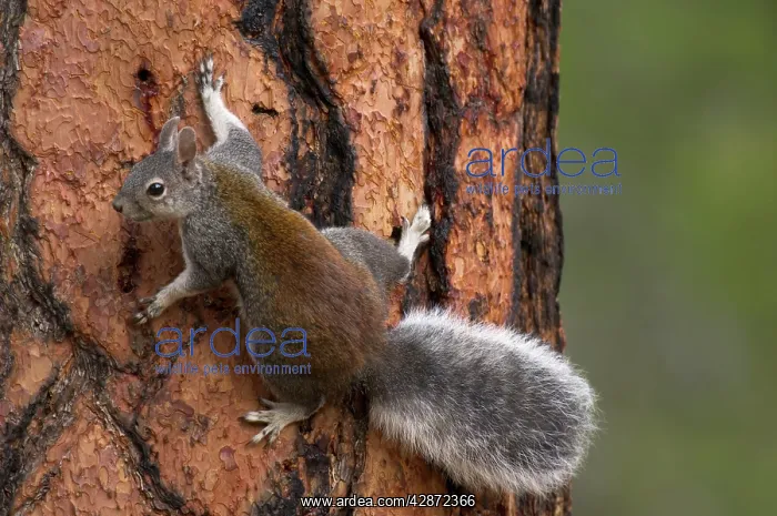 : Abert's Squirrel / Tassel-eared squirrel - On side : Abert's Squirrel / Tassel-eared squirrel - On side