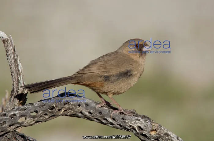 : Abert's Towhee : Abert's Towhee
