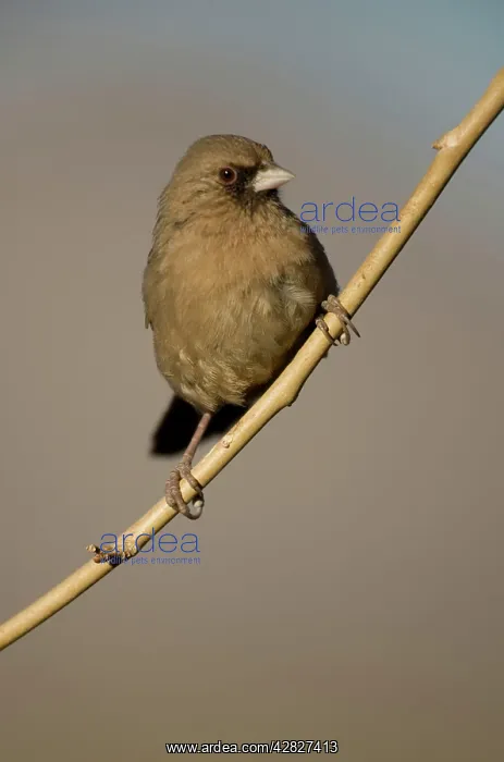 : Abert's Towhee Perched on branch : Abert's Towhee Perched on branch