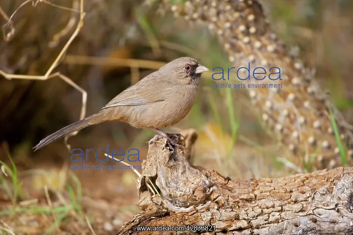 : Abert's Towhee - Perched on log : Abert's Towhee - Perched on log