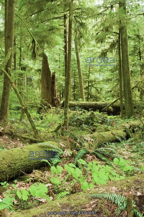 : Pine. Abies, Picea, Pine, Fir, Pinus : Pine. Abies, Picea, Pine, Fir, Pinus