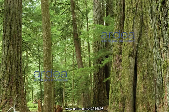 : Pine. Abies, Picea, Pine, Fir, Pinus : Pine. Abies, Picea, Pine, Fir, Pinus