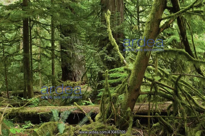 : Pine. Abies, Picea, Pine, Fir, Pinus : Pine. Abies, Picea, Pine, Fir, Pinus