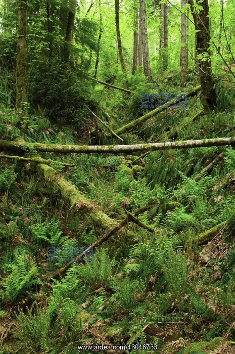 : Pine. Abies, Picea, Pine, Fir, Pinus : Pine. Abies, Picea, Pine, Fir, Pinus