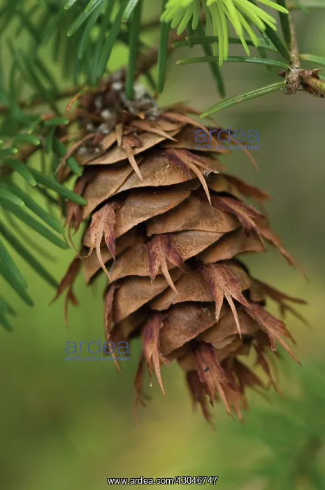 : Pine. Abies, Picea, Pine, Fir, Pinus : Pine. Abies, Picea, Pine, Fir, Pinus