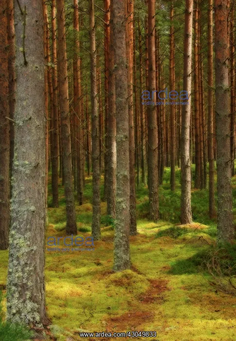 : Pine. Abies, Picea, Pine, Fir, Pinus : Pine. Abies, Picea, Pine, Fir, Pinus