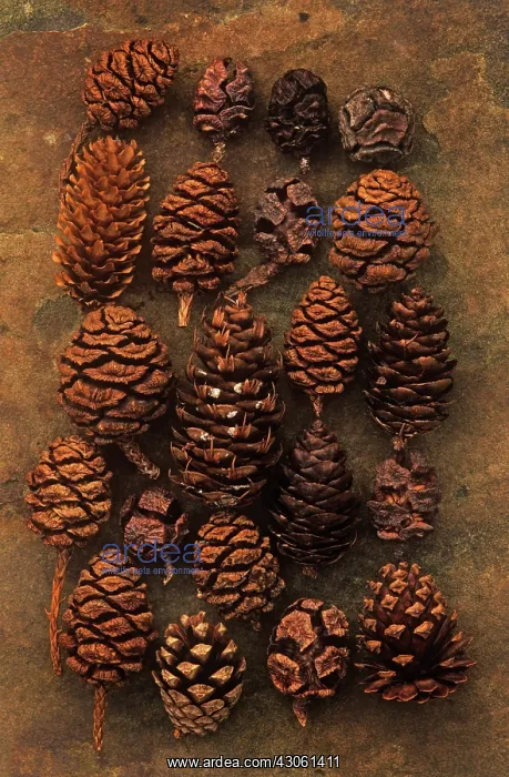 : Pine. Abies, Picea, Pine, Fir, Pinus : Pine. Abies, Picea, Pine, Fir, Pinus