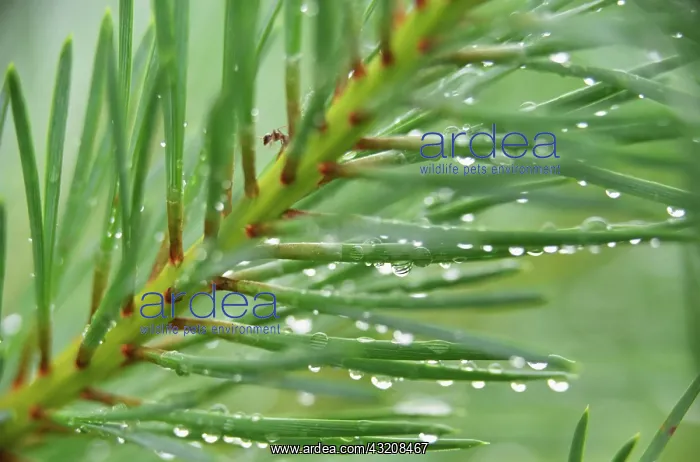 : Pine. Abies, Picea, Pine, Fir, Pinus : Pine. Abies, Picea, Pine, Fir, Pinus