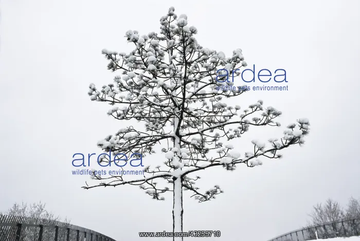 : Pine. Abies, Picea, Pine, Fir, Pinus : Pine. Abies, Picea, Pine, Fir, Pinus
